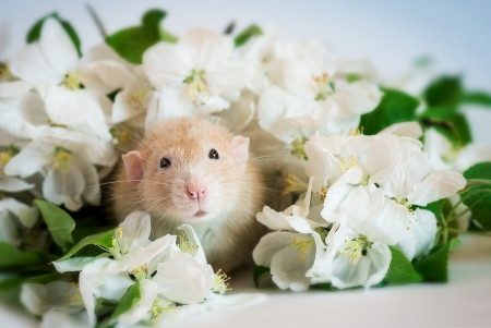 * - flowers, mouse, animal, animals