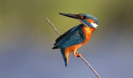 * Kingfisher * - animal, animals, bird, birds