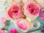 pink roses