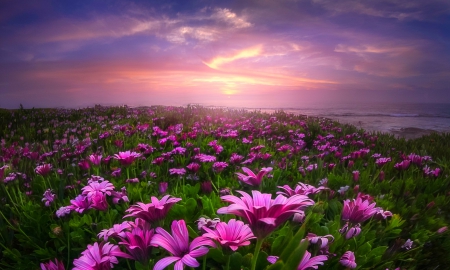 Sunset Flowers - clouds, coastline, beautiful, springtime, sea, lovely, flowers, sunset, California, sky