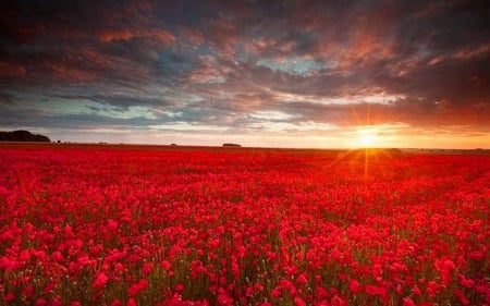 red flower field - field, flower, sunset, sky