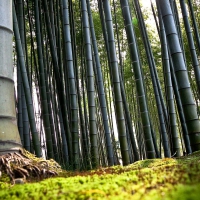 bamboo forest