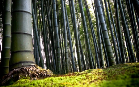 bamboo forest - tree, forest, grass, bamboo