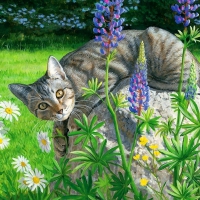 Grey tabby cat