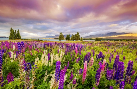 Field of lupine - lupine, pretty, beautiful, landscape, meadow, lovely, wildflowers, colorful, field, sky