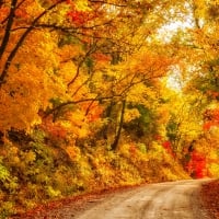 FOREST AUTUMN