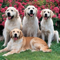 Golden Retrievers