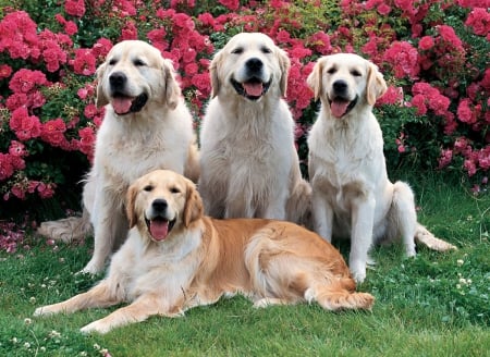 Golden Retrievers - familly, roses, golden, flowers, retrievers