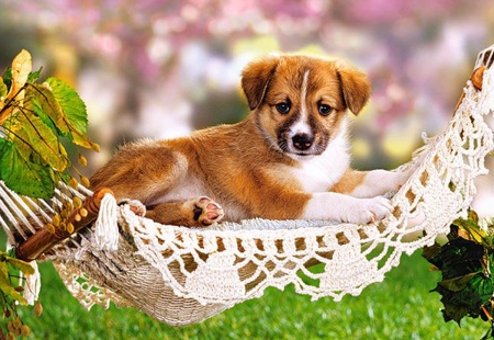 sweet puppy - nature, adorable, puppy, dog, sweet