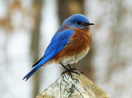 Bluebird of Happiness - bluebird, bird, bluebird of happiness, birds, nature, blue, brown, animals