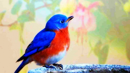 Bluebird of Happiness - bluebird, bluebird of happiness, birds, nature, blue, orange, animals