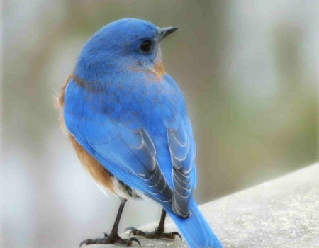 Bluebird of Happiness - nature, brown, bluebird, blue, animals, bluebird of happiness, birds