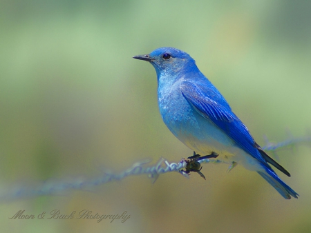 Bluebird of Happiness - bluebird, bluebird of happiness, birds, nature, blue, animals