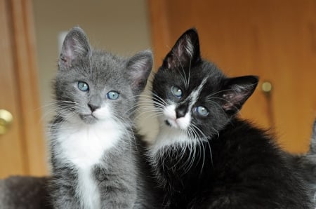 * Kittens * - cats, animal, kitte, animals