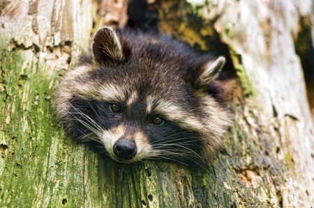 * Raccoon * - animal, beauty, animals, racoon