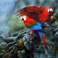 Green Wing Macaws