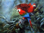 Green Wing Macaws