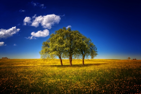 Spring is in the Air - sky, trees, blossoms, clouds, field