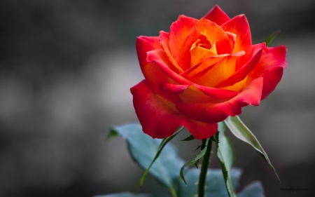 Rose - drops, bud, rose, background, flower, petals