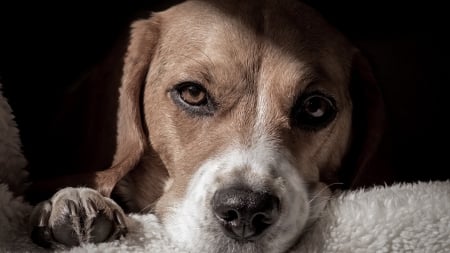 Canine close up - thinking, background, cool, 1920x1080