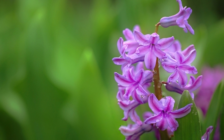 Happy Spring! - green, flower, pink, spring