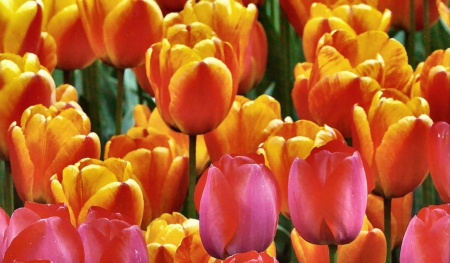 Spring Tulips F - wide screen, beauty, love, photography, tulips, floral, romance, photo, flower