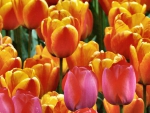 Spring Tulips F