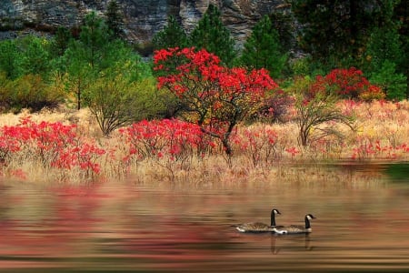 Flood - duck, autumn, lake, trees, red, river, flood, colors