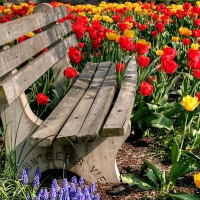 tulips garden