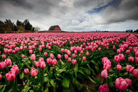 Pretty in Pink - field, tulips, nature, pink