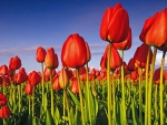 tulip field