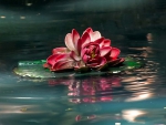 Water Flower