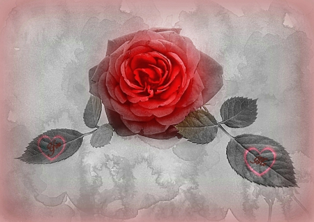 ~ ༺ ❀ ༻ ~ - picture, red, rose, color, love, wallpaper