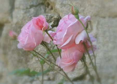 Delicate and fragile - picture, soft, rose, color, wallpaper