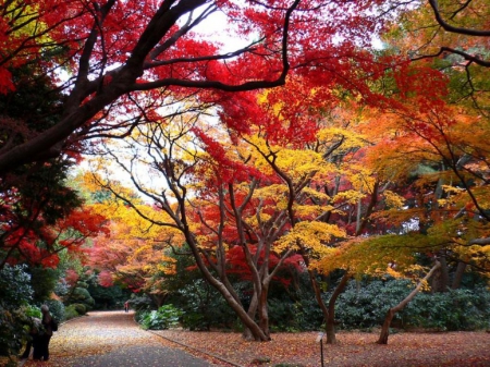 Shinjuku Park - shinjuku, nature, autumn, japan, tokyo, park, japanese, garden