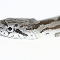 black rat snake