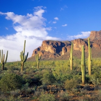 superstition mountain tonto national park