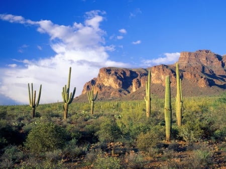 superstition mountain tonto national park - tonto, superstition, mountain, park, national