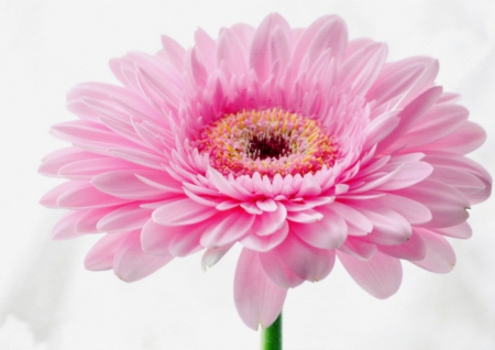 Flower - flowers, roses, soft, box, gerbera