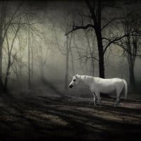 unicorn in the forest