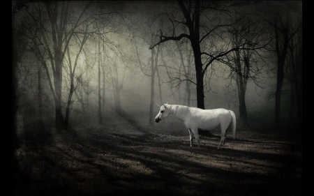 unicorn in the forest - forest, horse, unicorn, tree