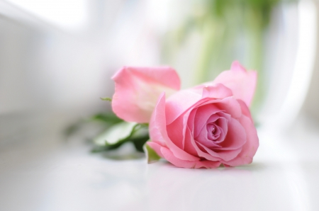 Rose - nature, flowers, pink, soft