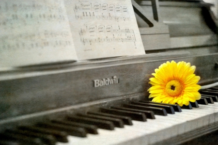 Flower - flowers, nature, yellow, soft, pink