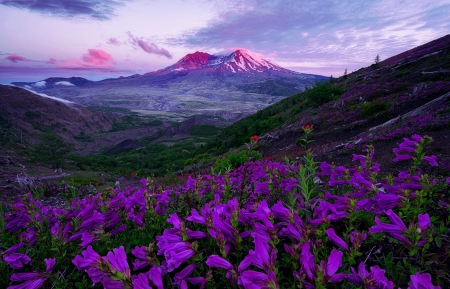 Splendid Scenery - view, purple, mountain, clouds, scenery, splendid, wildflowers