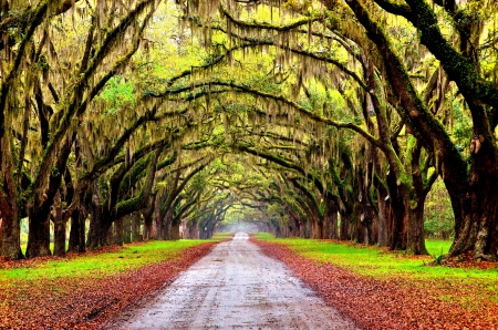 NICE PLACE for a WALK - branches, trees, landscape, places, road, nature, pathway, beautiful, enchanting nature