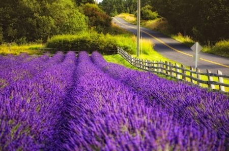 Lavender field - trees, lavender, summer, beautiful, road, fragrance, lovely, fence, scent, field