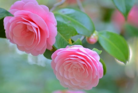 Camellias - flower, pink, beautiful, camellia