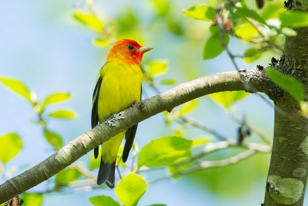 Beautiful Bird - yellow, beautiful, branch, leaves, colorful, bird