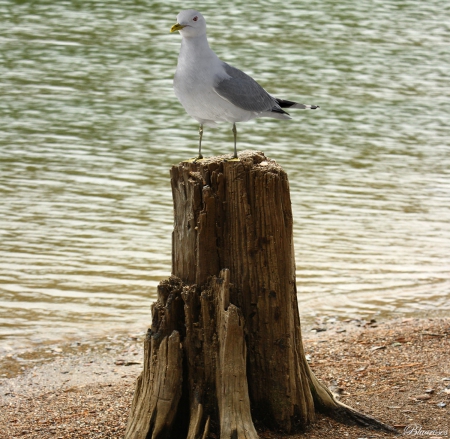 Lonely seagull - one, bird, tree trunk, lonely, sea, seaside, nature, seagull, animals