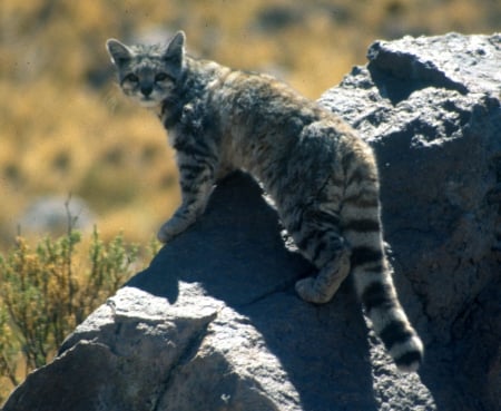 Andean Mountain Cat - wildlife, andean mountain cat, wild cat species, wild cats